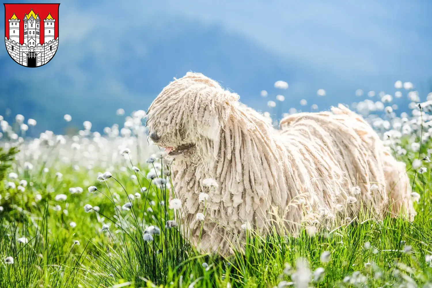 Komondor Welpen und Züchter Salzburg Hier findest Du Komondore Züchter in Salzburg.