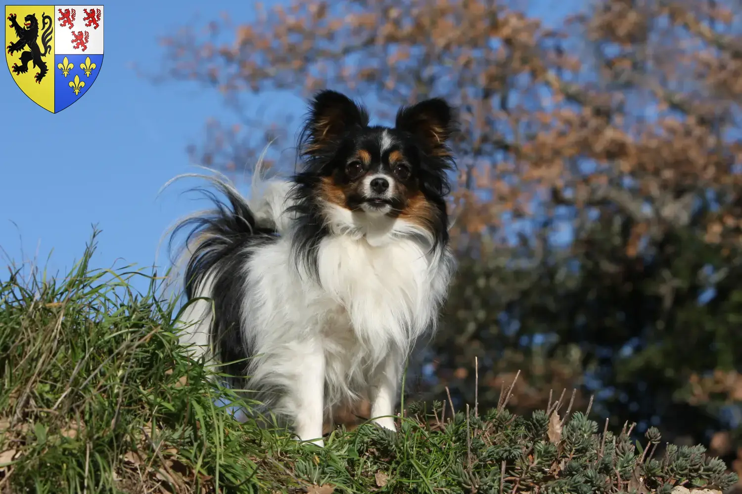Kontinentaler Zwergspaniel Welpen und Züchter Hauts-de-France Hier findest Du Kontinentale Zwergspaniels Züchter in Hauts-de-France.