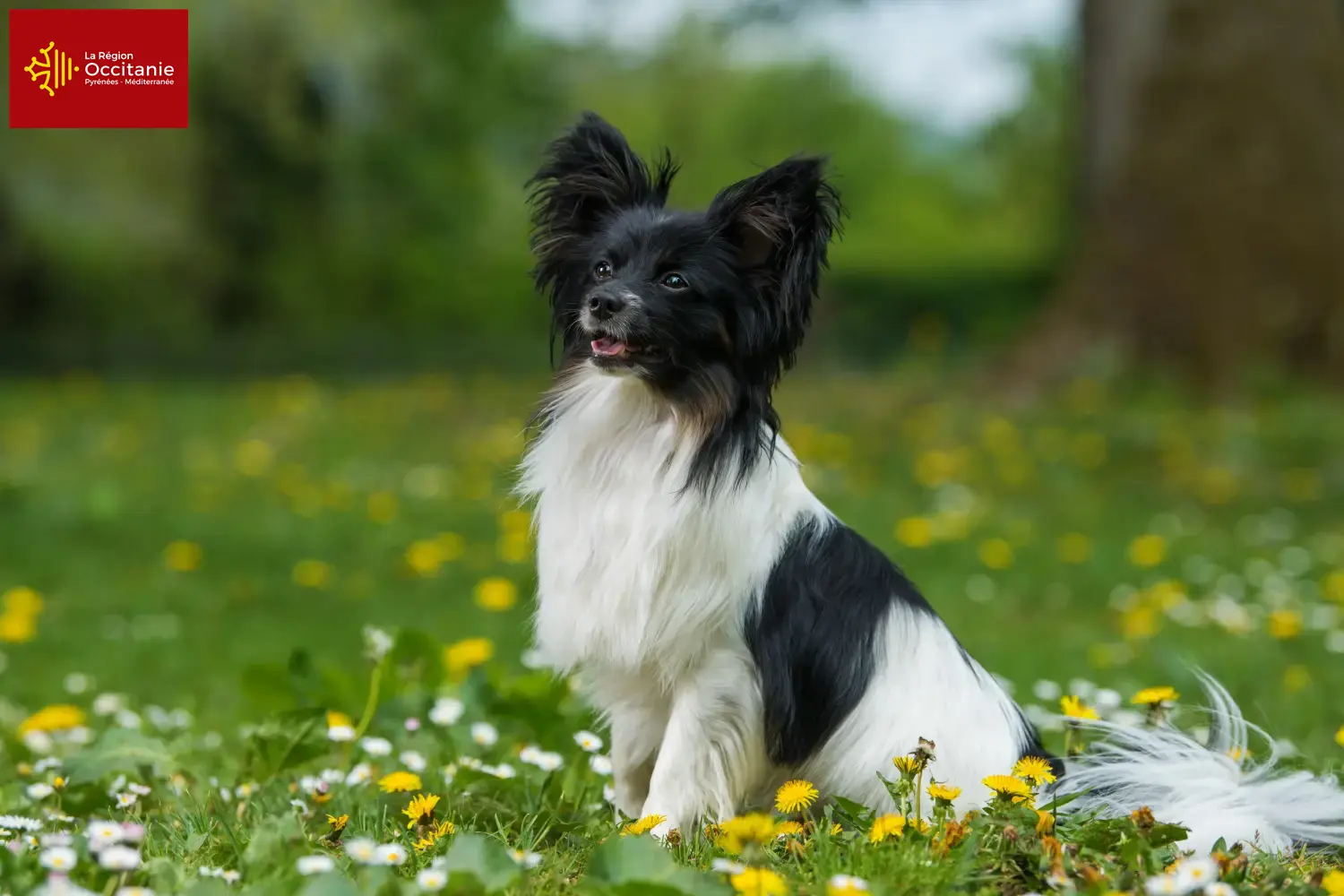 Kontinentaler Zwergspaniel Welpen und Züchter Okzitanien Hier findest Du Kontinentale Zwergspaniels Züchter in Okzitanien.