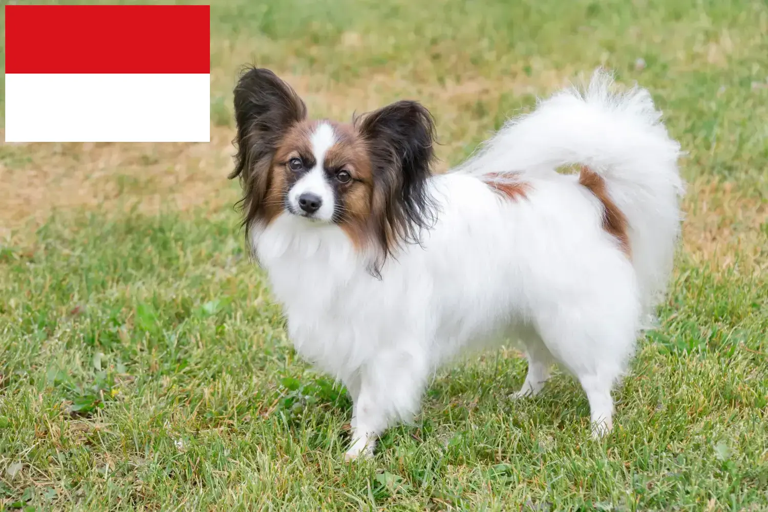 Kontinentaler Zwergspaniel Welpen und Züchter Wien Hier findest Du Kontinentale Zwergspaniels Züchter in Wien.