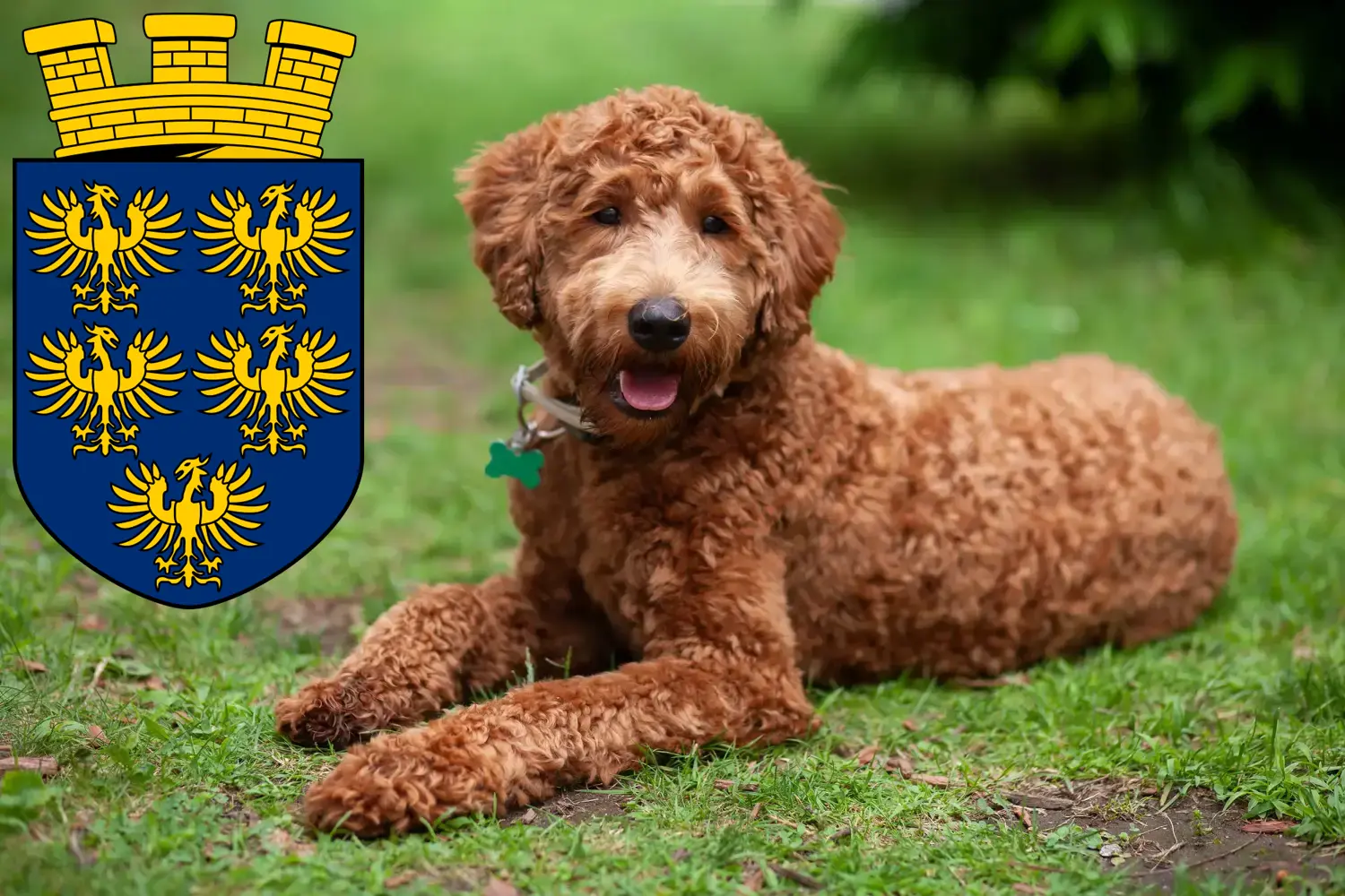 Labradoodle Welpen und Züchter Niederösterreich Hier findest Du Labradoodles Züchter in Niederösterreich.