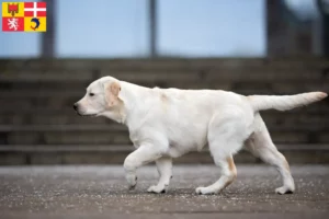 Mehr über den Artikel erfahren Labrador Züchter und Welpen in Auvergne-Rhône-Alpes