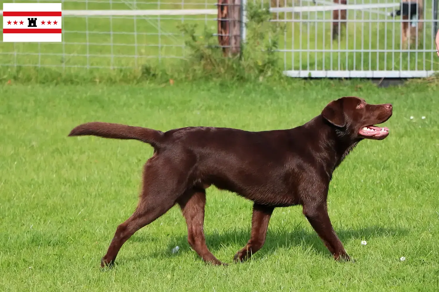 Labrador Welpen und Züchter Drenthe Hier findest Du Labradore Züchter in Drenthe.