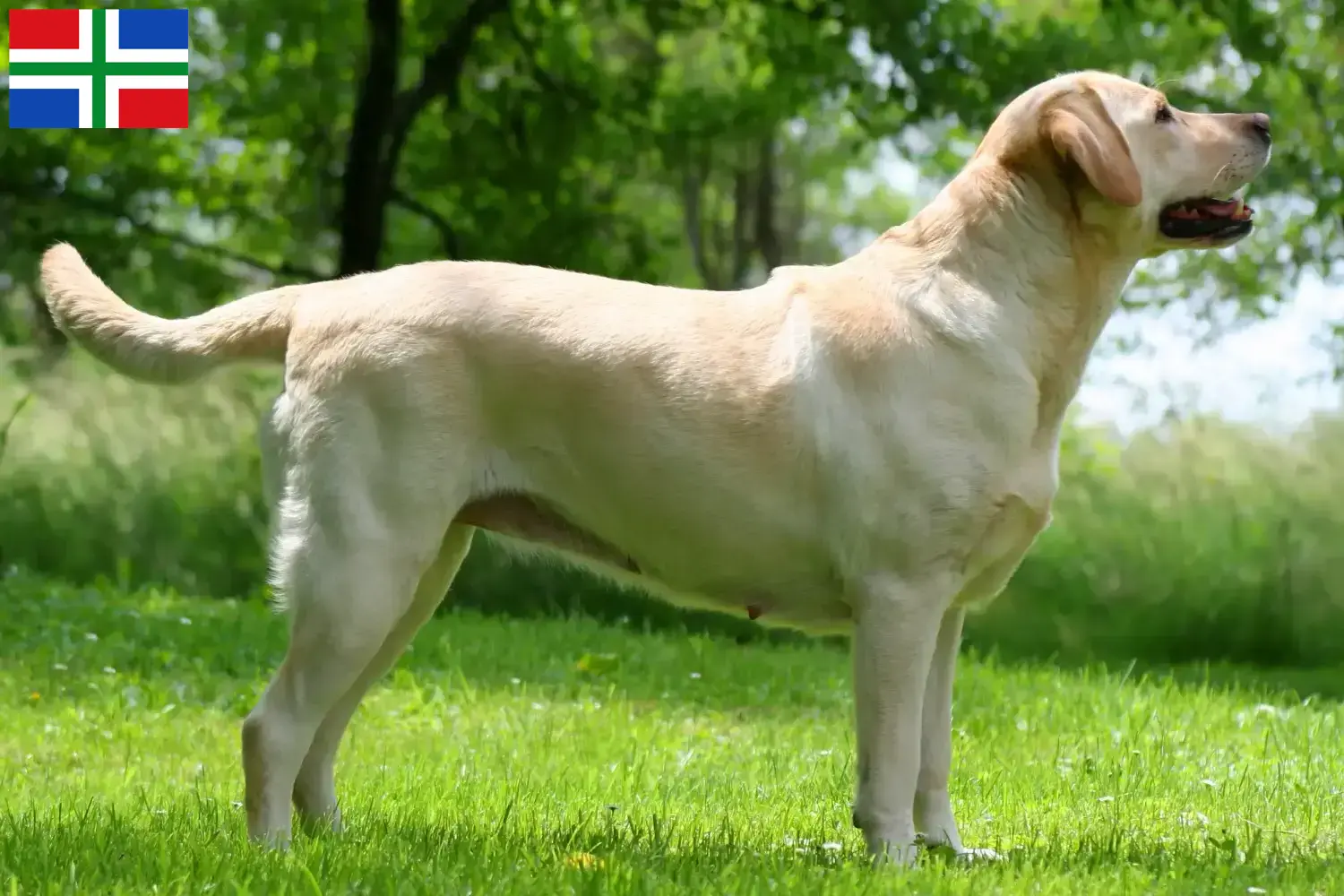 Labrador Welpen und Züchter Groningen Hier findest Du Labradore Züchter in Groningen.