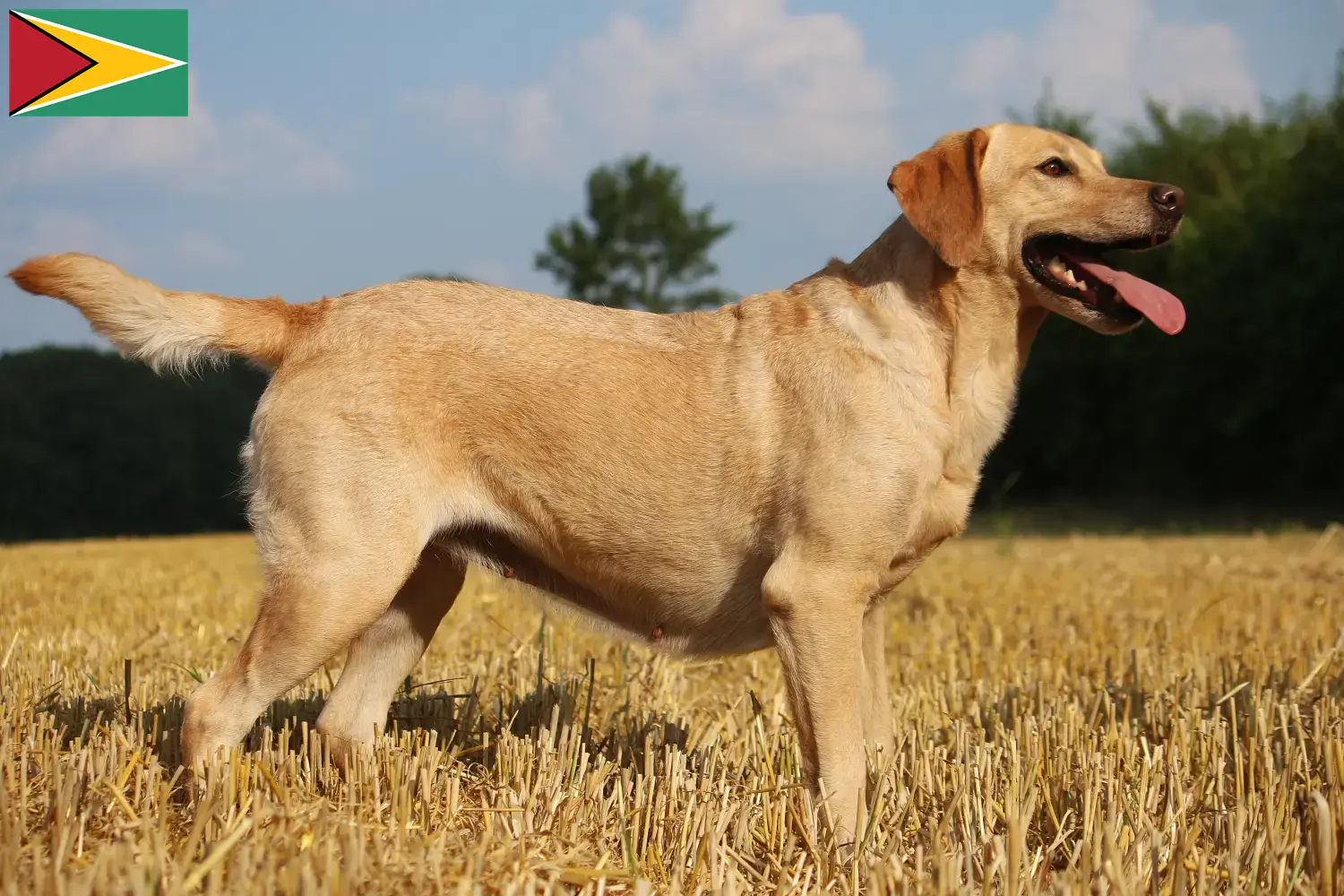 Labrador Welpen und Züchter Guyana Hier findest Du Labradore Züchter in Guyana.