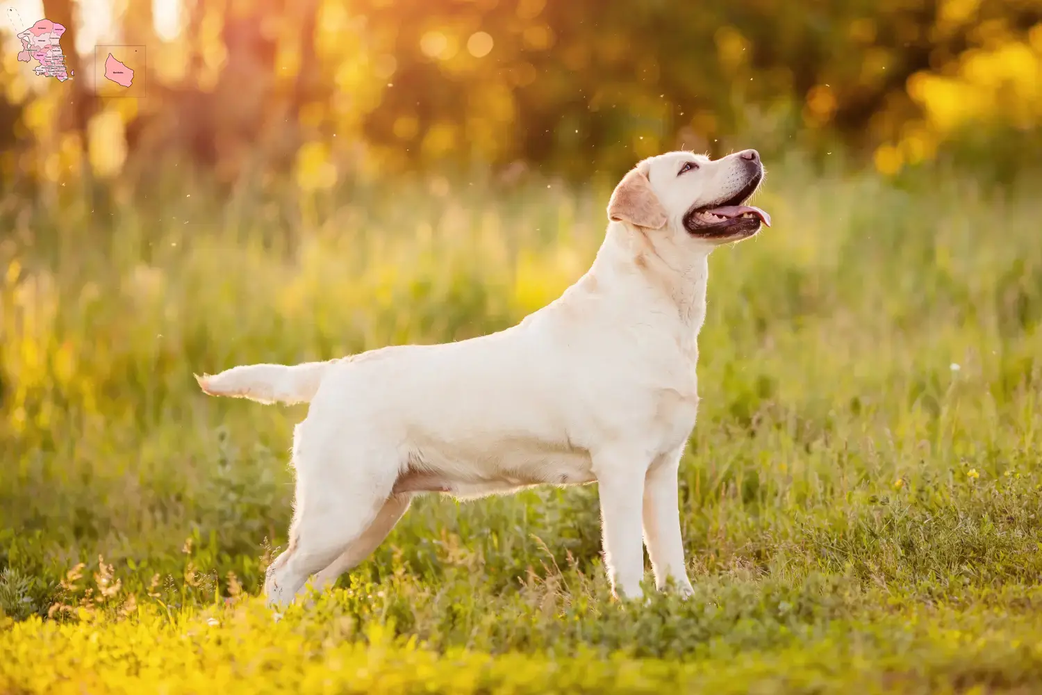 Labrador Welpen und Züchter Hovedstaden Hier findest Du Labradore Züchter in Hovedstaden.