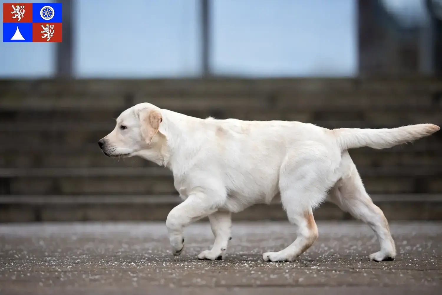 Labrador Welpen und Züchter Liberec Hier findest Du Labradore Züchter in Liberec.