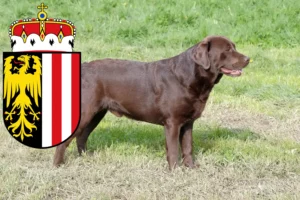 Mehr über den Artikel erfahren Labrador Züchter und Welpen in Oberösterreich