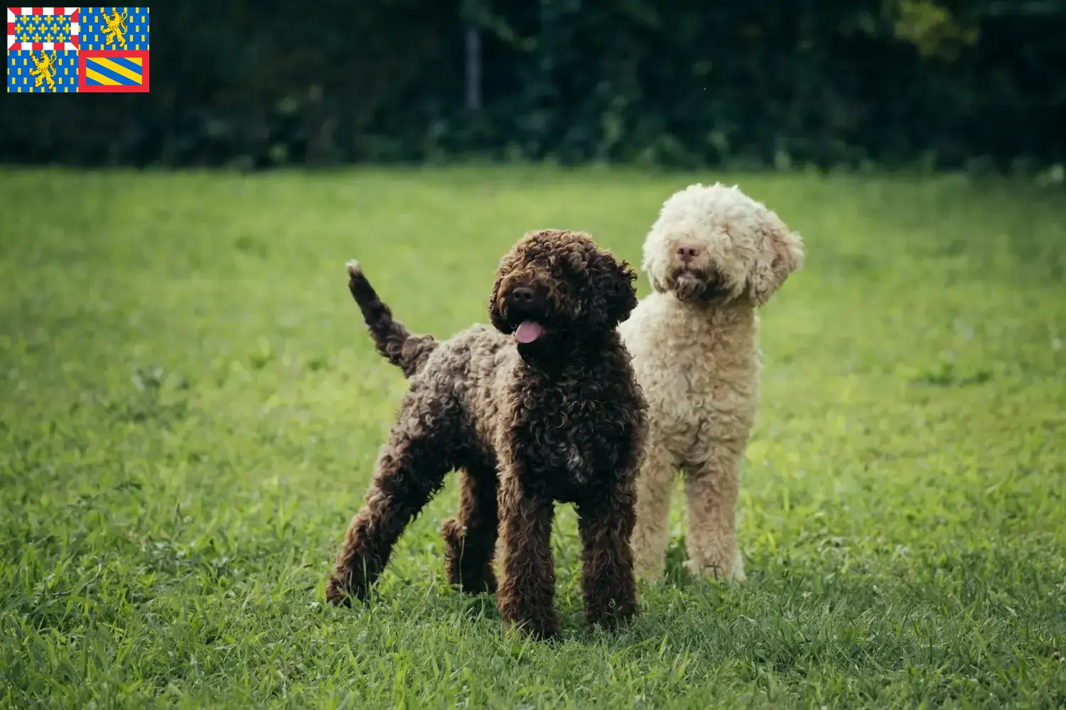 Lagotto Romagnolo Welpen und Züchter Bourgogne-Franche-Comté Hier findest Du Lagotto Romagnolos Züchter in Bourgogne-Franche-Comté.