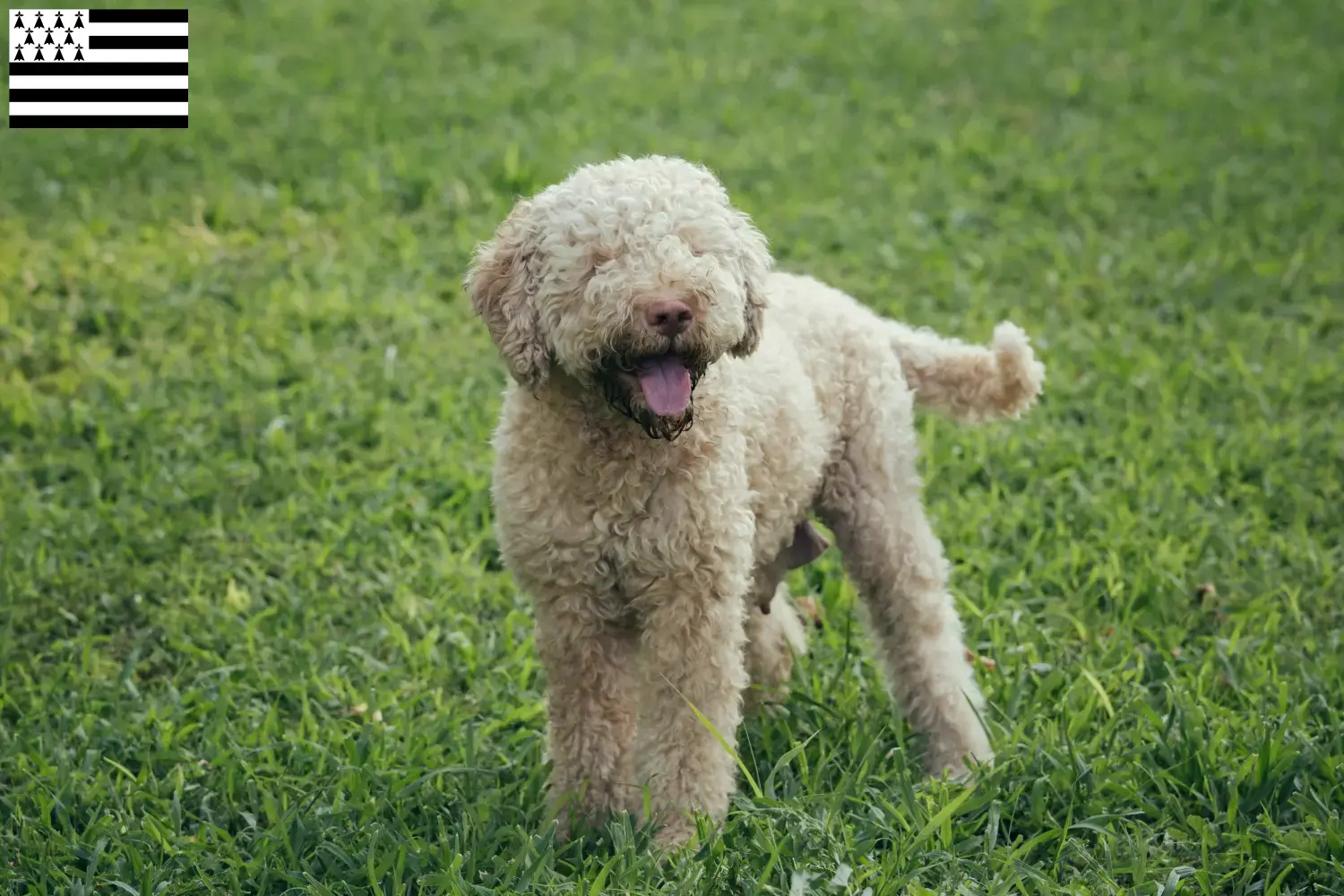 Lagotto Romagnolo Welpen und Züchter Bretagne Hier findest Du Lagotto Romagnolos Züchter in der Bretagne .