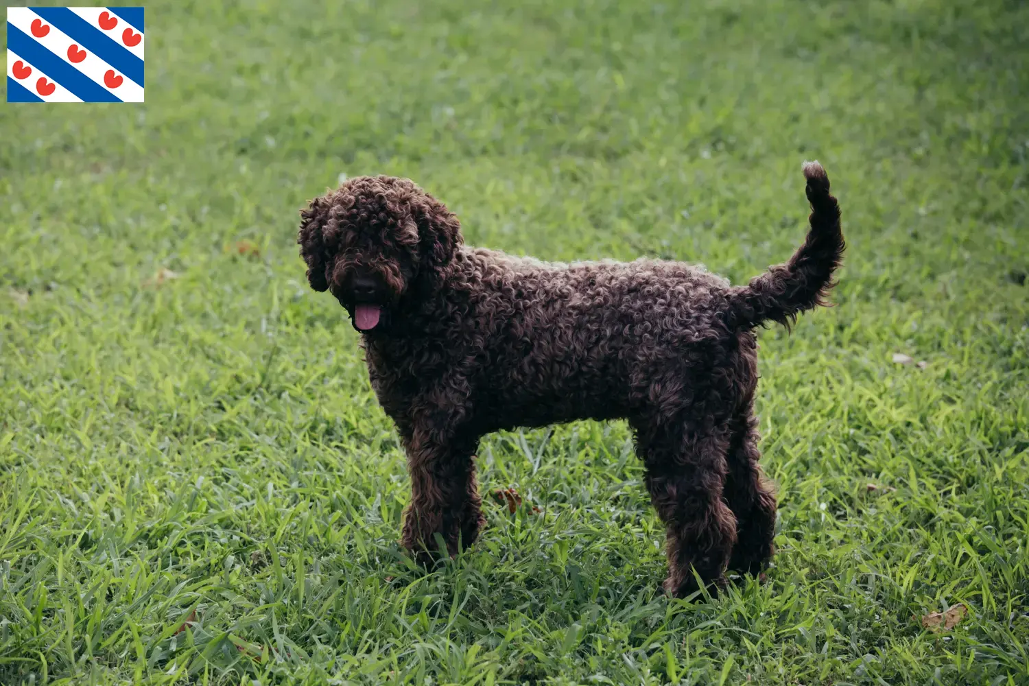 Lagotto Romagnolo Welpen und Züchter Friesland Hier findest Du Lagotto Romagnolos Züchter in Friesland.