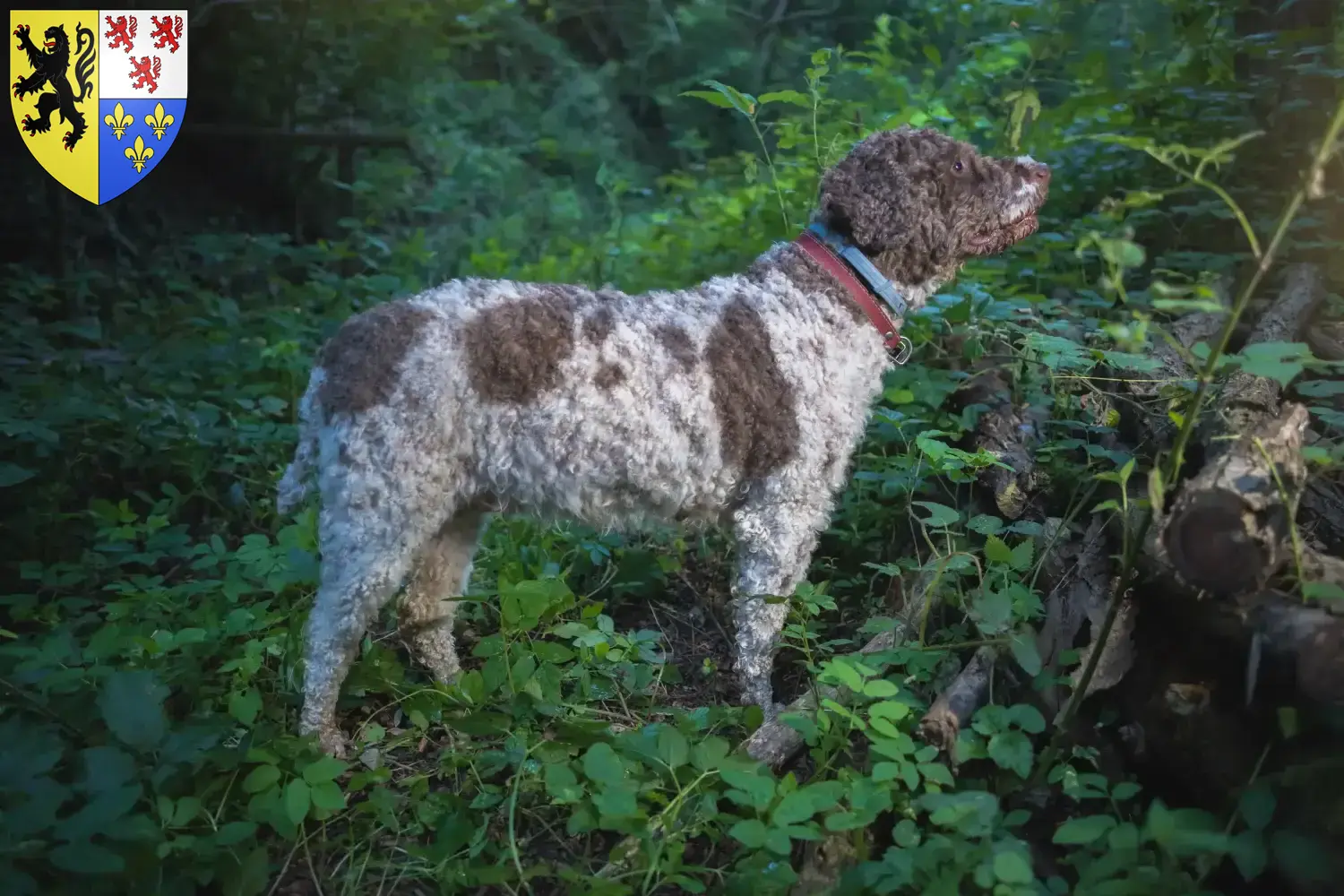 Lagotto Romagnolo Welpen und Züchter Hauts-de-France Hier findest Du Lagotto Romagnolos Züchter in Hauts-de-France.