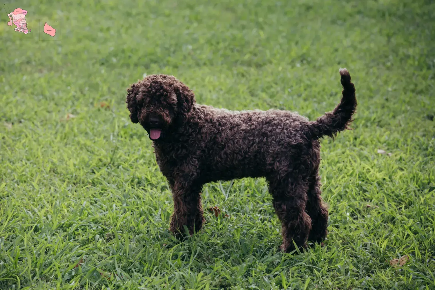Lagotto Romagnolo Welpen und Züchter Hovedstaden Hier findest Du Lagotto Romagnolos Züchter in Hovedstaden.