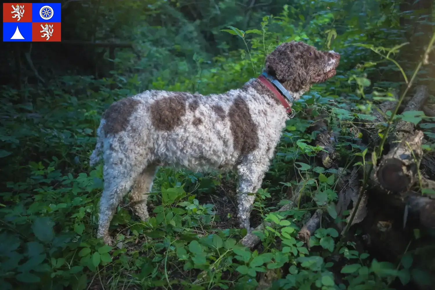 Lagotto Romagnolo Welpen und Züchter Liberec Hier findest Du Lagotto Romagnolos Züchter in Liberec.