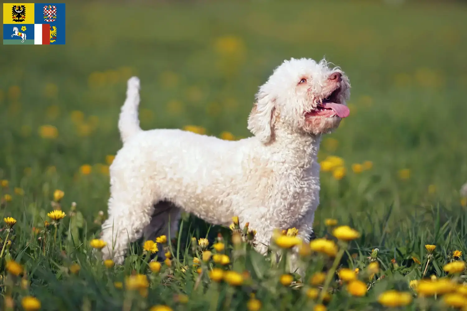Lagotto Romagnolo Welpen und Züchter Mähren-Schlesien Hier findest Du Lagotto Romagnolos Züchter in Mähren-Schlesien.