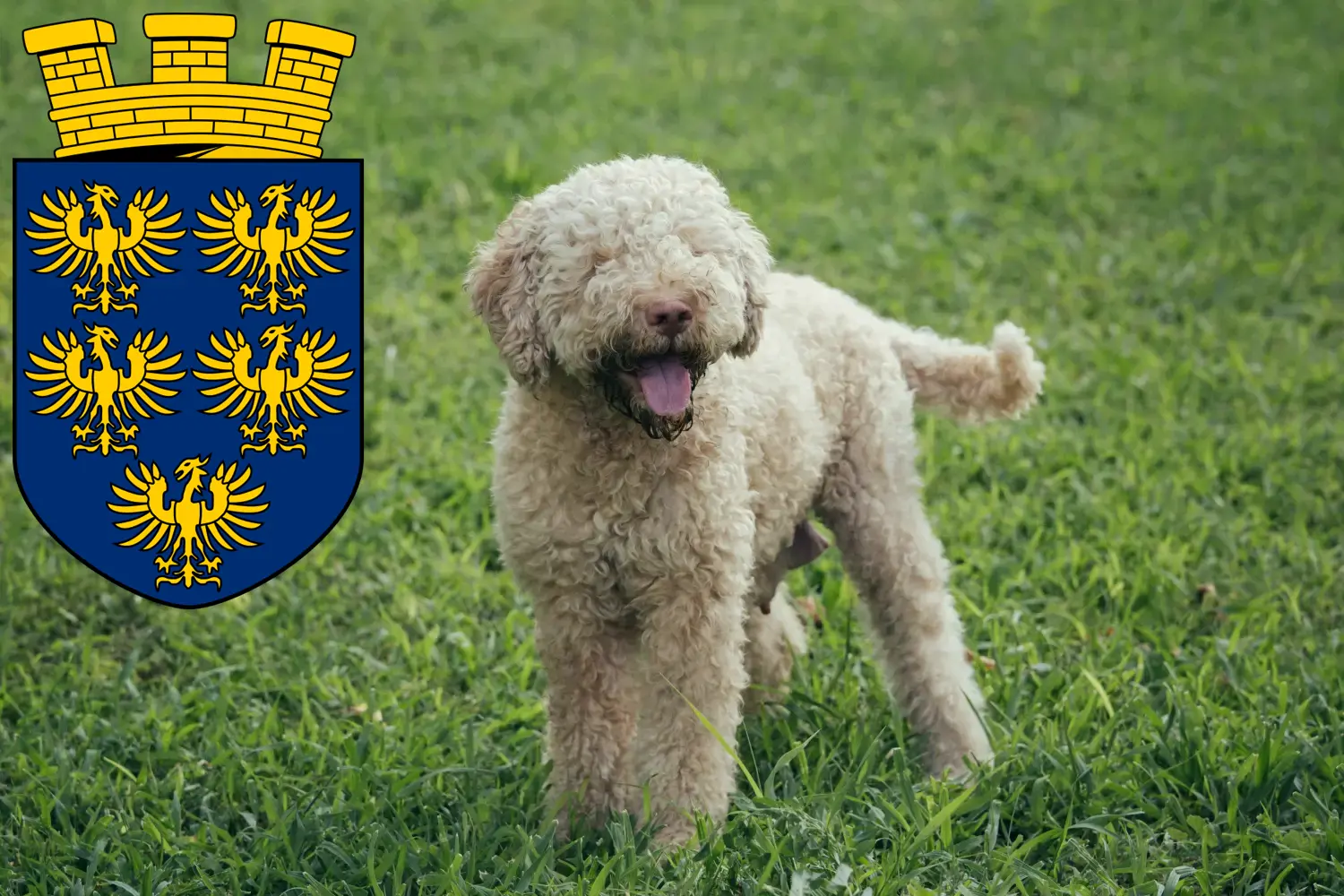 Lagotto Romagnolo Welpen und Züchter Niederösterreich Hier findest Du Lagotto Romagnolos Züchter in Niederösterreich.