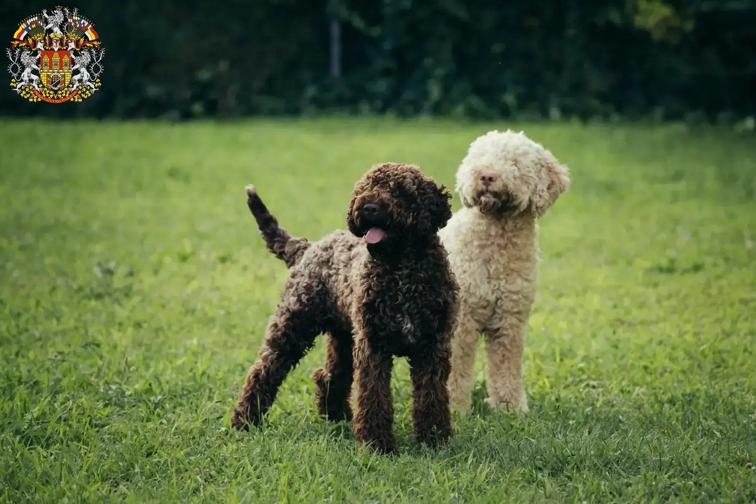 Lagotto Romagnolo Welpen und Züchter Prag Hier findest Du Lagotto Romagnolos Züchter in Prag.