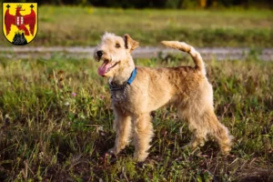 Mehr über den Artikel erfahren Lakeland Terrier Züchter und Welpen im Burgenland