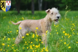 Mehr über den Artikel erfahren Lakeland Terrier Züchter und Welpen in Hauts-de-France