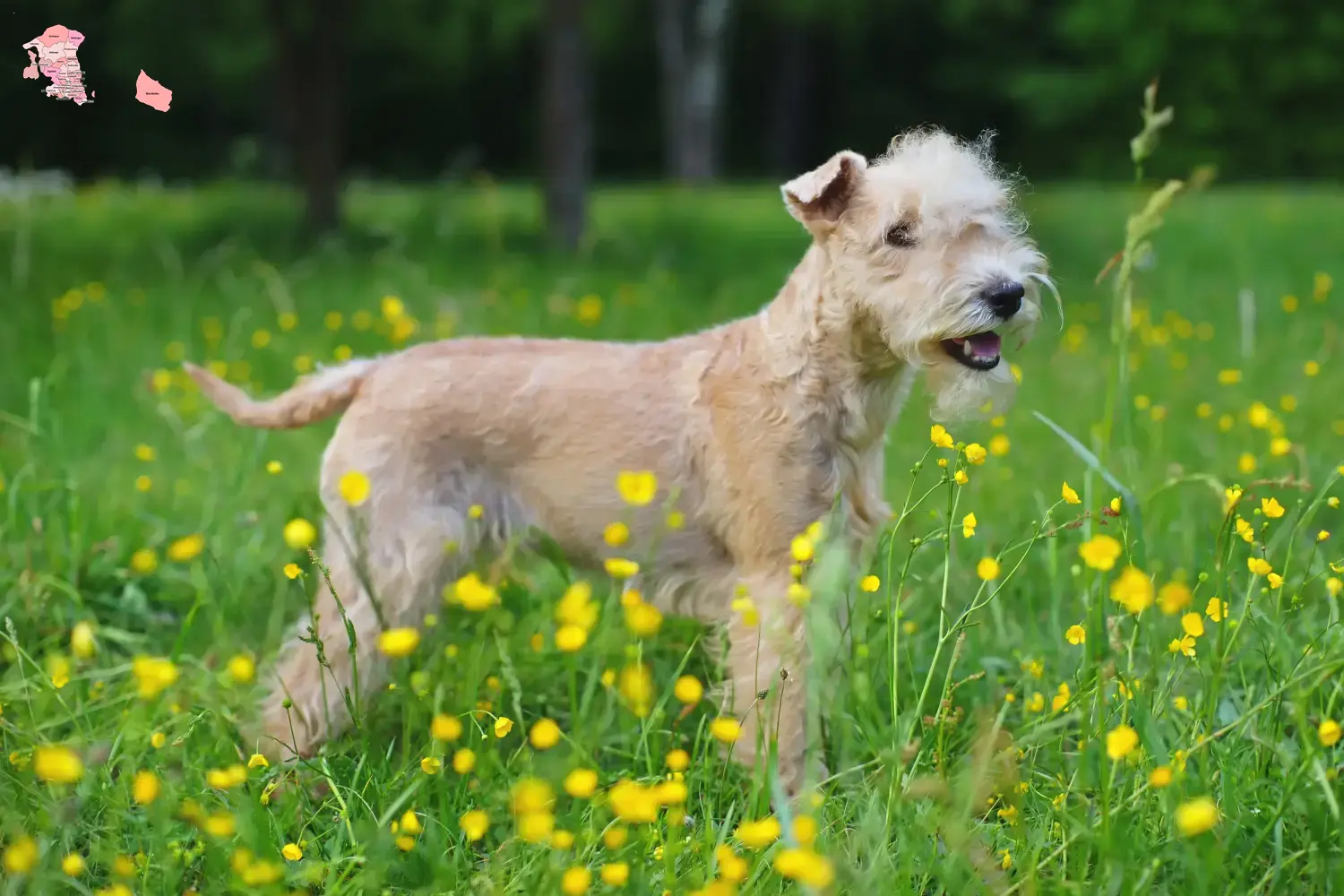 Lakeland Terrier Welpen und Züchter Hovedstaden Hier findest Du Lakeland Terrier Züchter in Hovedstaden.