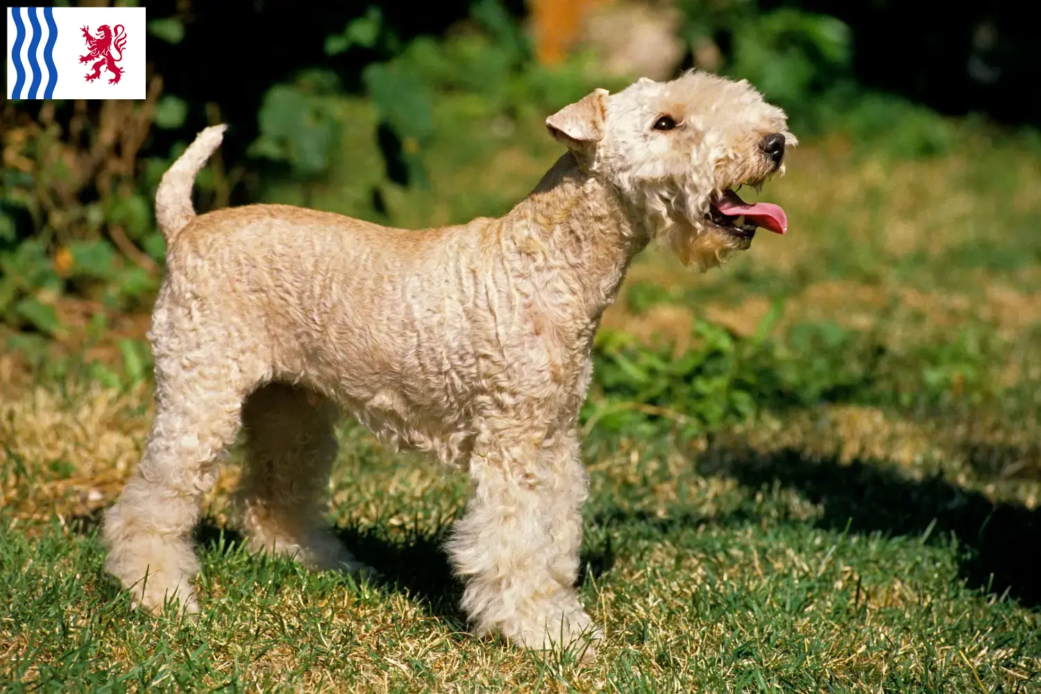 Lakeland Terrier Welpen und Züchter Nouvelle-Aquitaine Hier findest Du Lakeland Terrier Züchter in Nouvelle-Aquitaine.