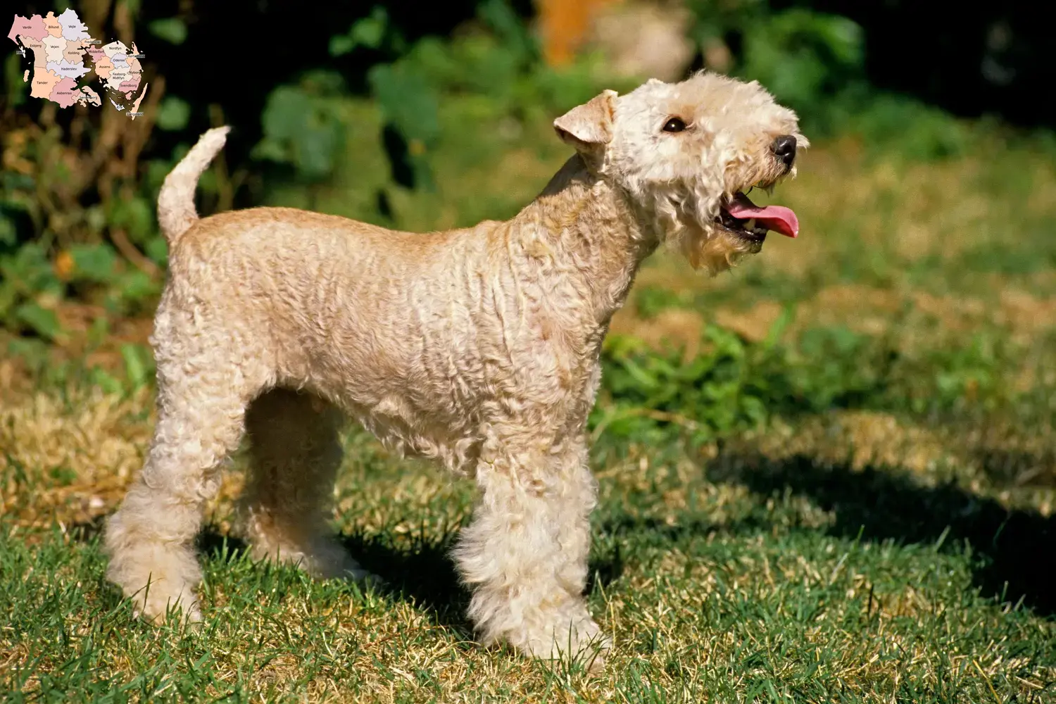 Lakeland Terrier Welpen und Züchter Syddanmark Hier findest Du Lakeland Terrier Züchter in Syddanmark.