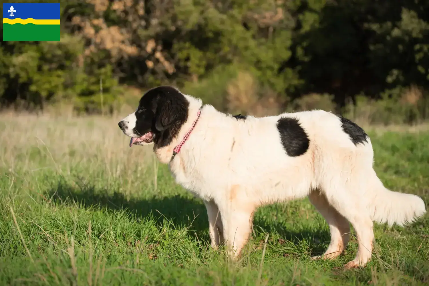 Landseer Welpen und Züchter Flevoland Hier findest Du Landseer Züchter in Flevoland.