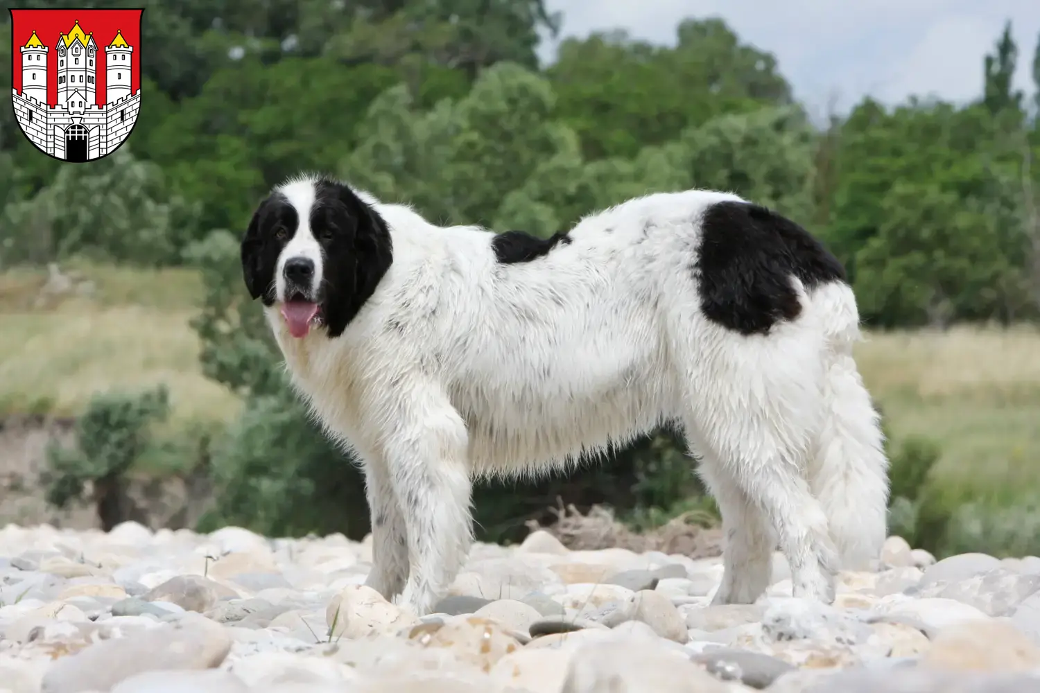 Landseer Welpen und Züchter Salzburg Hier findest Du Landseer Züchter in Salzburg.