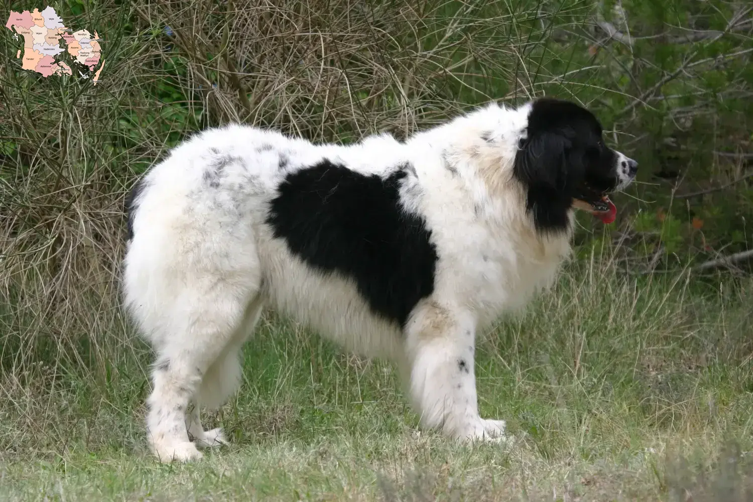 Landseer Welpen und Züchter Syddanmark Hier findest Du Landseer Züchter in Syddanmark.
