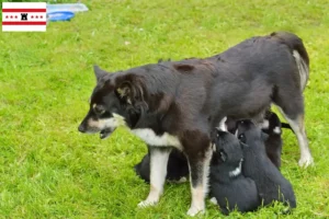 Mehr über den Artikel erfahren Lappländischer Rentierhund Züchter und Welpen in Drenthe