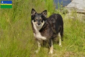 Mehr über den Artikel erfahren Lappländischer Rentierhund Züchter und Welpen in Flevoland