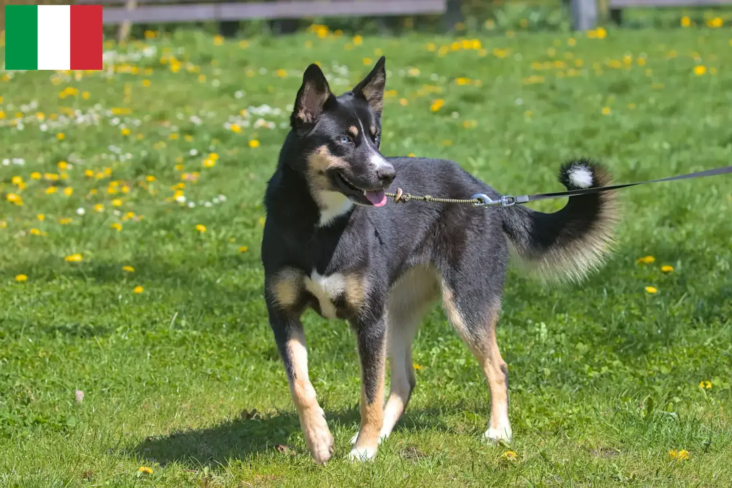 Lappländischer Rentierhund Welpen und Züchter Italien Hier findest Du Lappländische Rentierhunde Züchter in Italien.