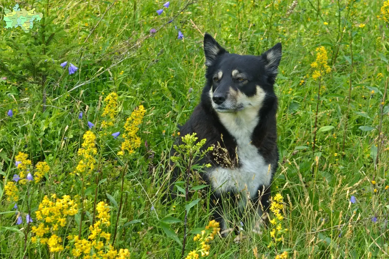 Lappländischer Rentierhund Welpen und Züchter Midtjylland Hier findest Du Lappländische Rentierhunde Züchter in Midtjylland.