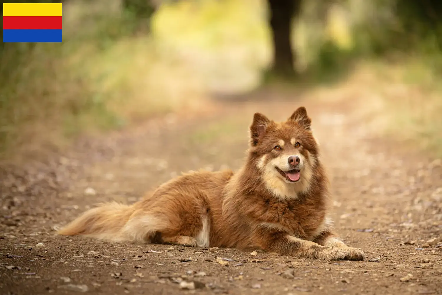 Lappländischer Rentierhund Welpen und Züchter Nordholland Hier findest Du Lappländische Rentierhunde Züchter in Nordholland.