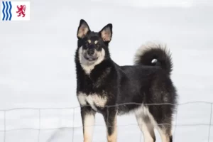 Mehr über den Artikel erfahren Lappländischer Rentierhund Züchter und Welpen in Nouvelle-Aquitaine