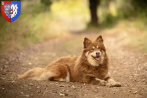 Mehr über den Artikel erfahren Lappländischer Rentierhund Züchter und Welpen in Pays de la Loire