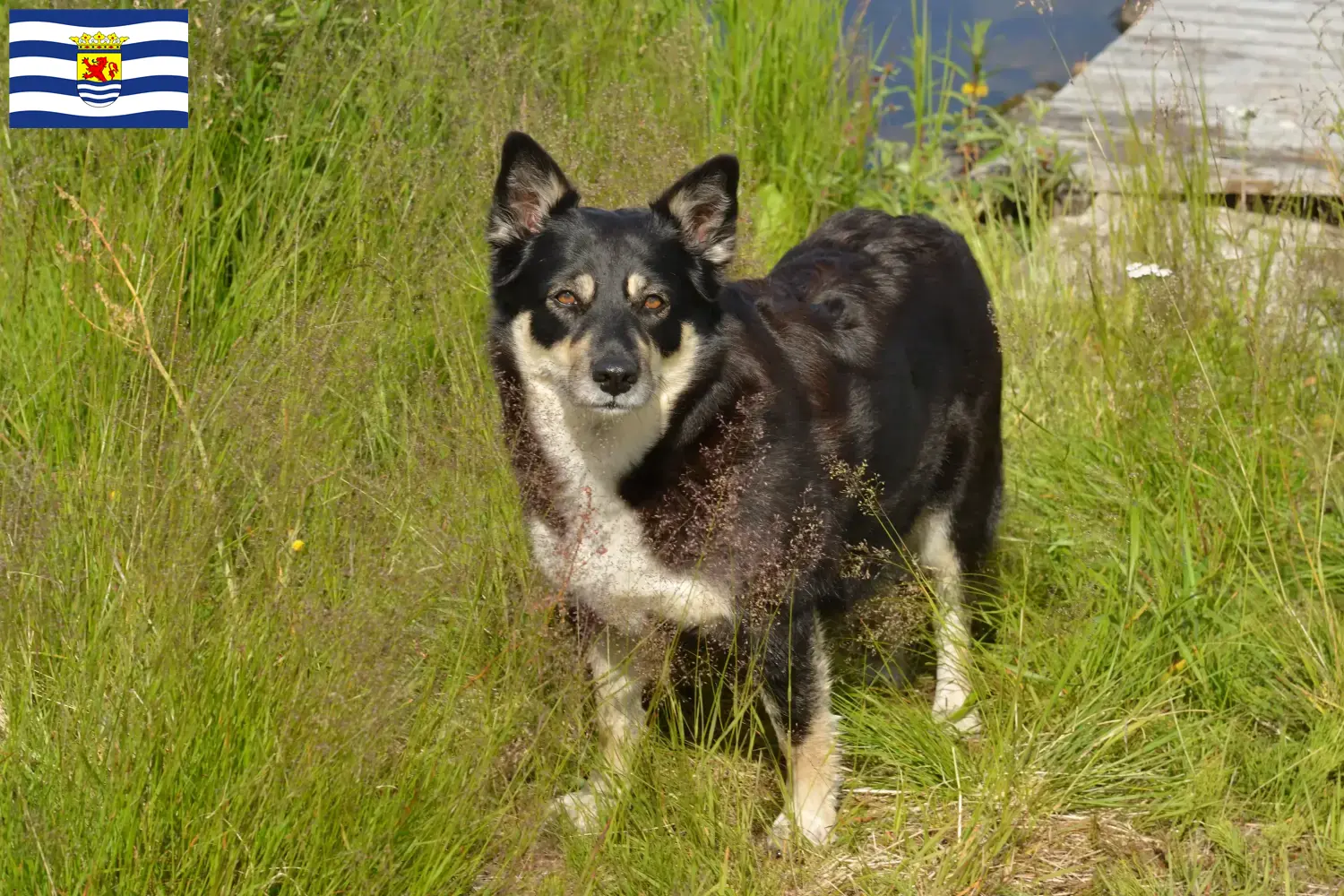 Lappländischer Rentierhund Welpen und Züchter Zeeland Hier findest Du Lappländische Rentierhunde Züchter in Zeeland.