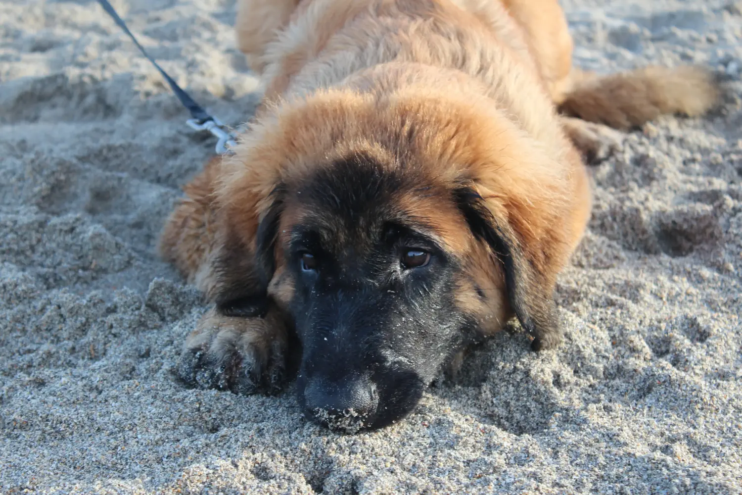 Einen Leonberger Welpen zu kaufen, bedeutet Verantwortung zu übernehmen! Leonberger Welpen kaufen.