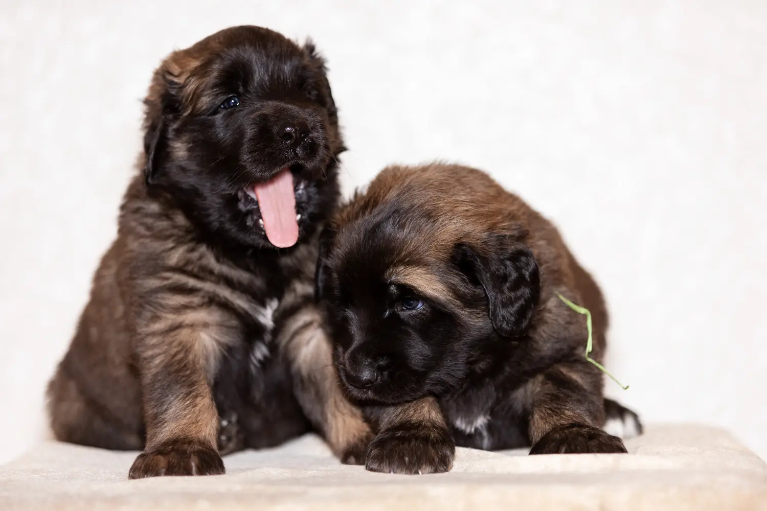Einen Leonberger Welpen zu kaufen, bedeutet Verantwortung zu übernehmen! Leonberger Welpen kaufen.