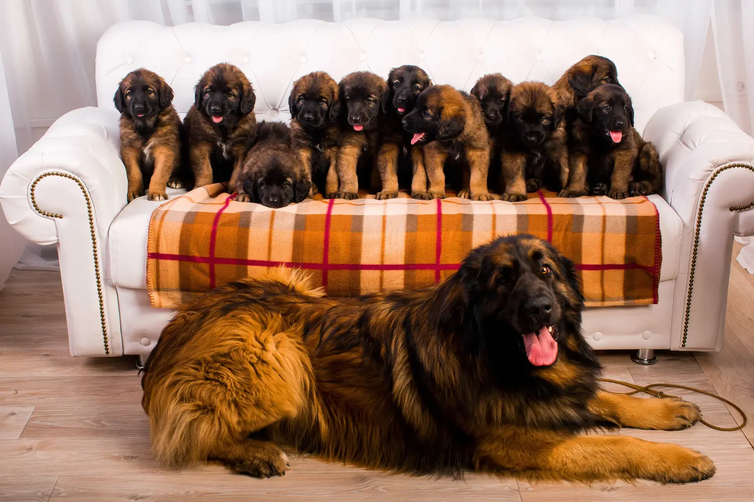 Einen Leonberger Welpen zu kaufen, bedeutet Verantwortung zu übernehmen! Leonberger Welpen kaufen.