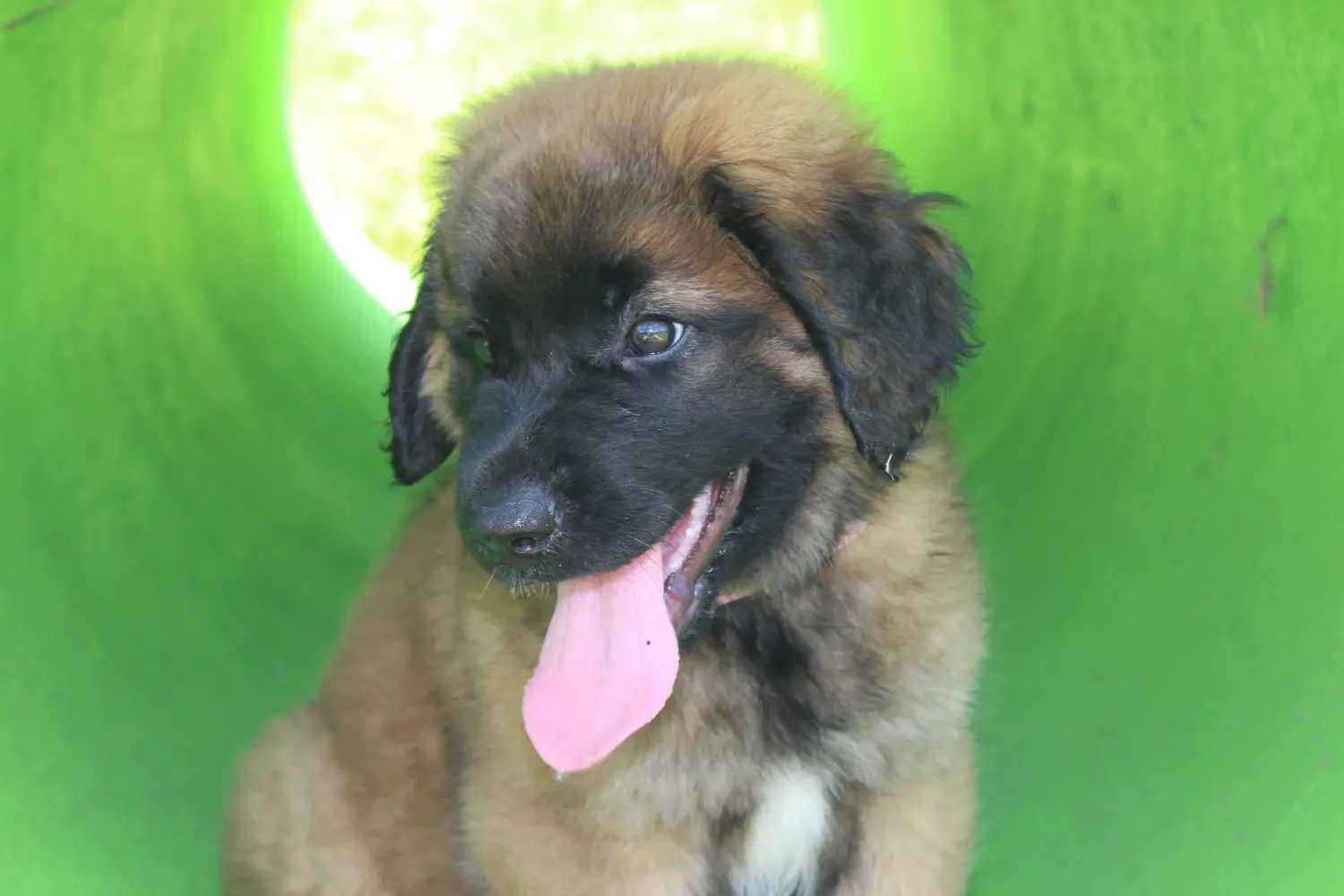 Einen Leonberger Welpen zu kaufen, bedeutet Verantwortung zu übernehmen! Leonberger Welpen kaufen.