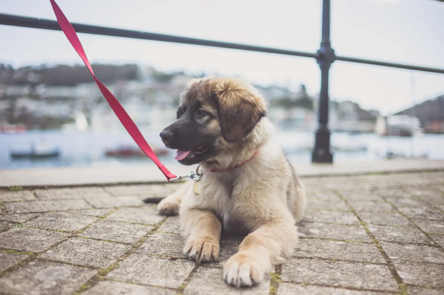 Einen Leonberger Welpen zu kaufen, bedeutet Verantwortung zu übernehmen! Leonberger Welpen kaufen.