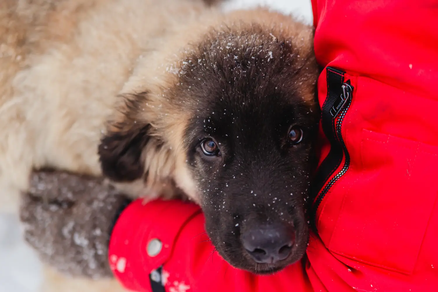Einen Leonberger Welpen zu kaufen, bedeutet Verantwortung zu übernehmen! Leonberger Welpen kaufen.