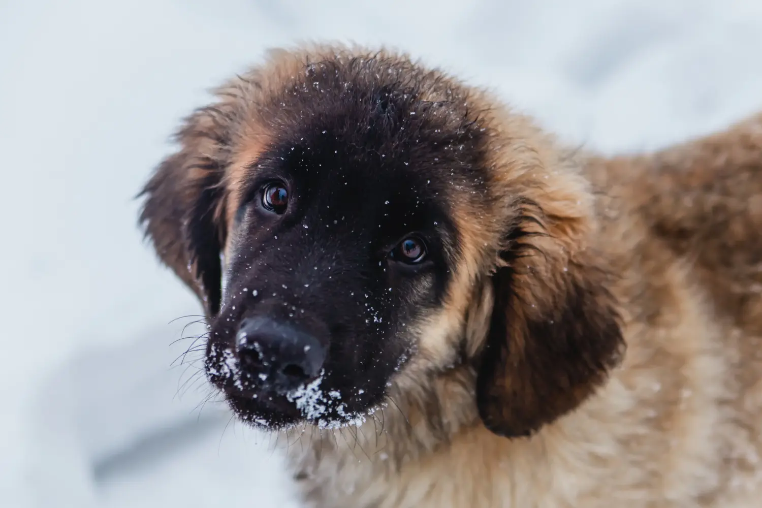 Einen Leonberger Welpen zu kaufen, bedeutet Verantwortung zu übernehmen! Leonberger Welpen kaufen.