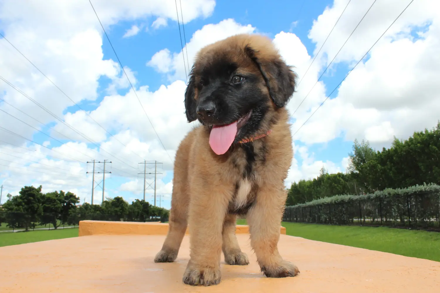 Einen Leonberger Welpen zu kaufen, bedeutet Verantwortung zu übernehmen! Leonberger Welpen kaufen.