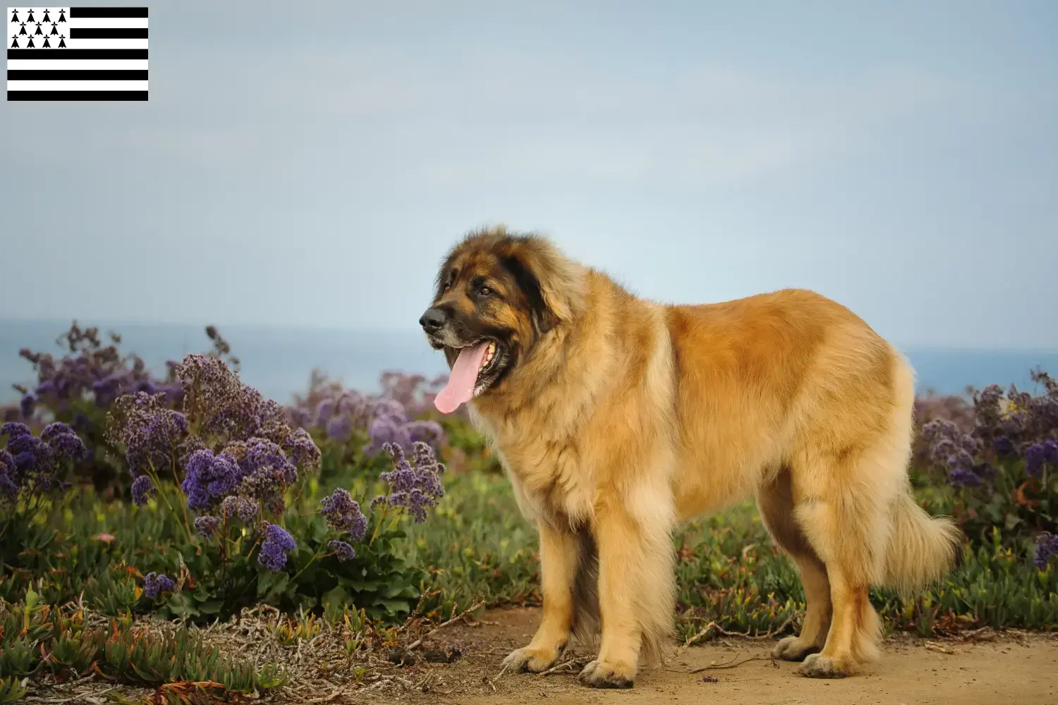 Leonberger Welpen und Züchter Bretagne Hier findest Du Leonberger Züchter in der Bretagne .
