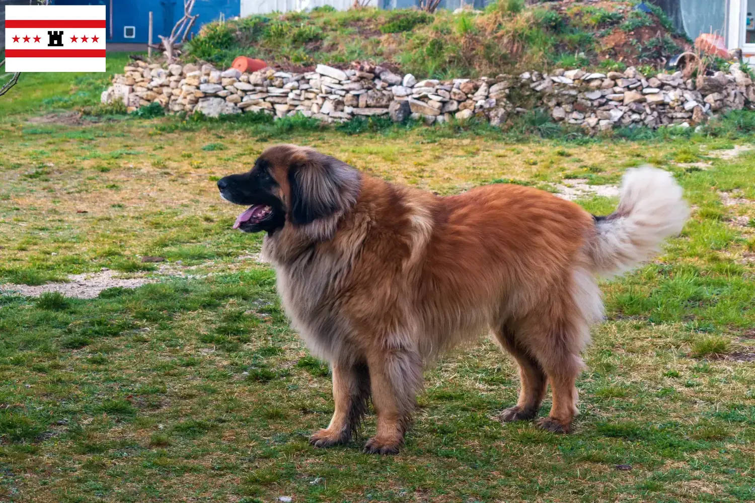 Leonberger Welpen und Züchter Drenthe Hier findest Du Leonberger Züchter in Drenthe.