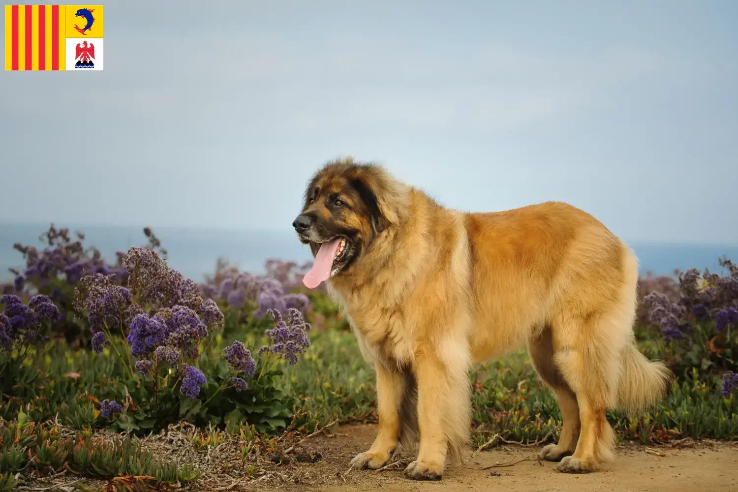 Leonberger Welpen und Züchter Provence-Alpes-Côte d’Azur Hier findest Du Leonberger Züchter in der Provence-Alpes-Côte d’Azur.