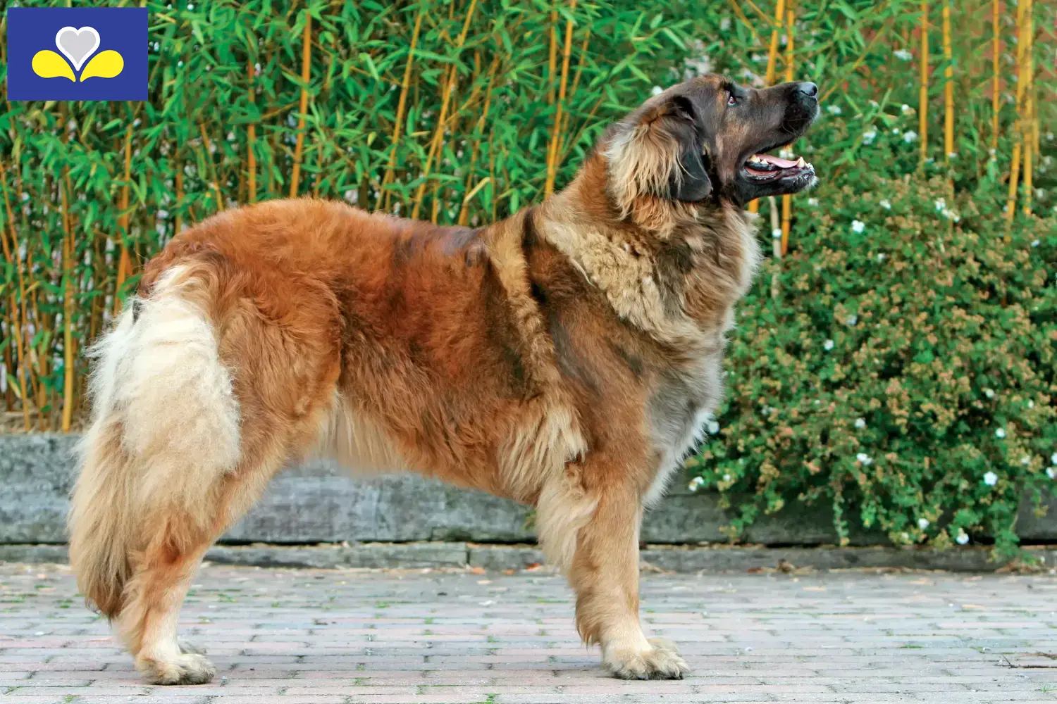 Leonberger Welpen und Züchter Region Brüssel-Hauptstadt Hier findest Du Leonberger Züchter in Region Brüssel-Hauptstadt.
