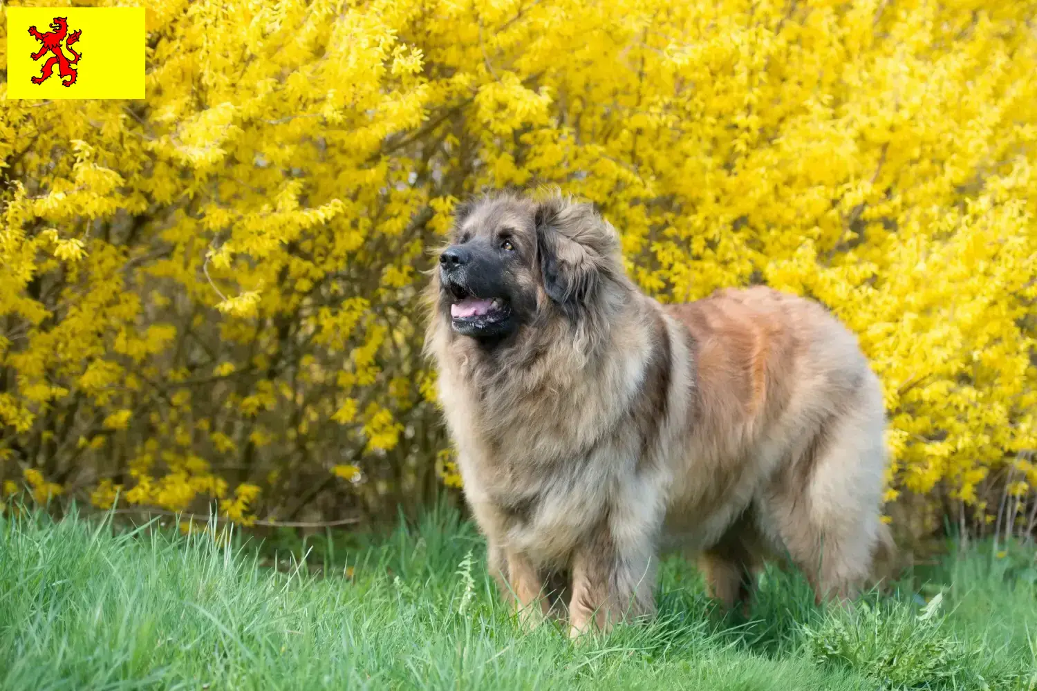 Leonberger Welpen und Züchter Südholland Hier findest Du Leonberger Züchter in Südholland.